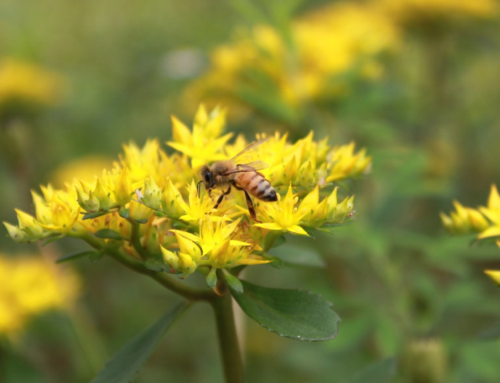 Resilientes Gärtnern: Wie du deinen Garten & Balkon mit Krokussen fit für den Bienenfrühling machst | Bienenretter