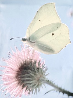 M4wylF3BR2enZ53XLetoiQ thumb 545e