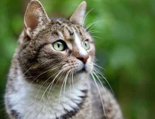 Am Ende der Nahrungskette – Was fallschirmspringende Katzen mit plastikfressenden Bakterien zu tun haben: Systemic Thinking für Optimist:innen
