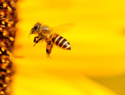 Keine Neonicotinoide – EuGH verbietet bienenschädliche Pestizide | Bienenretter