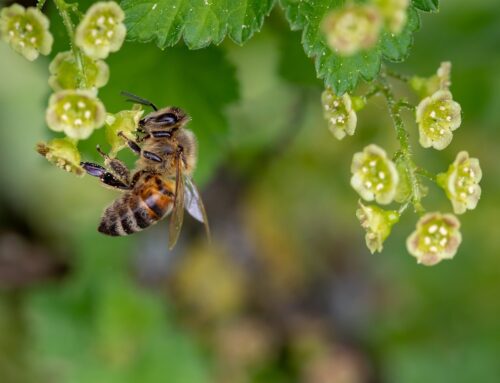 Hier kommen zwei kurze Bienen-News…