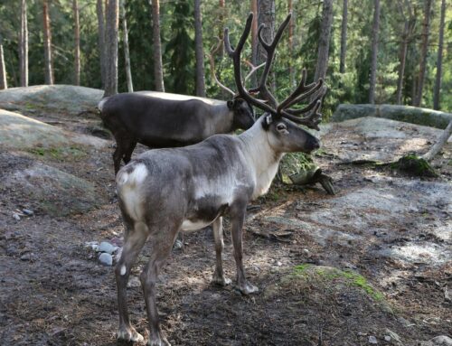 Gudruns Filmtipp: Lapplands Urwälder